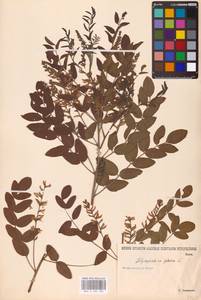 Glycyrrhiza glabra L., Eastern Europe, Lower Volga region (E9) (Russia)