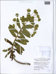 Euphorbia stepposa Zoz ex Prokh., Eastern Europe, Central forest-and-steppe region (E6) (Russia)