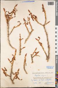 Populus nigra L., Eastern Europe, North Ukrainian region (E11) (Ukraine)