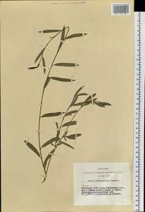 Salix ledebouriana Trautv., Siberia, Altai & Sayany Mountains (S2) (Russia)