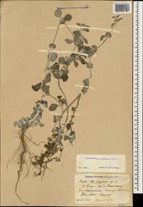 Marrubium persicum C.A.Mey., Caucasus, Azerbaijan (K6) (Azerbaijan)