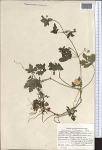 Geranium divaricatum Ehrh., Middle Asia, Pamir & Pamiro-Alai (M2) (Uzbekistan)