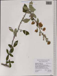 Rubus ulmifolius Schott, Western Europe (EUR) (Italy)