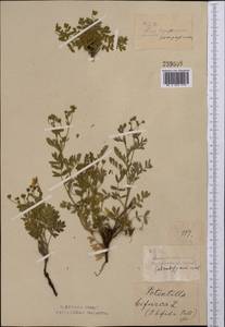 Sibbaldianthe bifurca subsp. bifurca, Middle Asia, Northern & Central Kazakhstan (M10) (Kazakhstan)