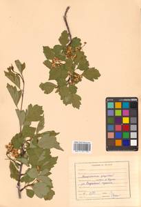 Crataegus dahurica (Dieck) Koehne, Siberia, Russian Far East (S6) (Russia)