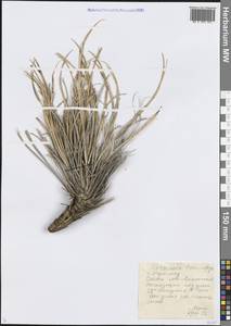 Ramaliella tau-saghyz (Lipsch. & G.G.Bosse) Yıld., Middle Asia, Western Tian Shan & Karatau (M3) (Kazakhstan)