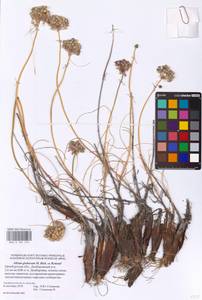 Allium saxatile M.Bieb., Eastern Europe, Eastern region (E10) (Russia)