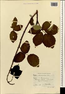 Rubus discernendus (Sudre) Sudre, Caucasus, Georgia (K4) (Georgia)