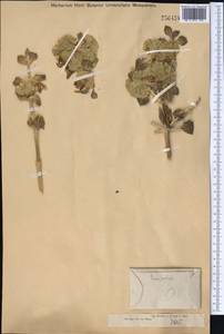 Phlomoides rotala (Schrenk ex Fisch., C.A.Mey. & Avé-Lall.) Salmaki, Middle Asia, Muyunkumy, Balkhash & Betpak-Dala (M9) (Kazakhstan)