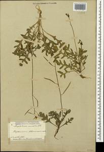 Diplotaxis muralis (L.) DC., Crimea (KRYM) (Russia)