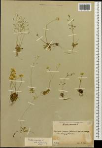 Draba hispida Willd., Caucasus, South Ossetia (K4b) (South Ossetia)