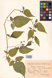MHA 0 158 733, Solanum dulcamara L., Eastern Europe, Lithuania (E2a) (Lithuania)