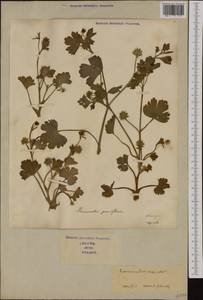 Ranunculus muricatus L., Western Europe (EUR) (Italy)