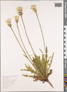 Leontodon asperrimus (Willd.) Boiss. ex Ball, Caucasus, Black Sea Shore (from Novorossiysk to Adler) (K3) (Russia)