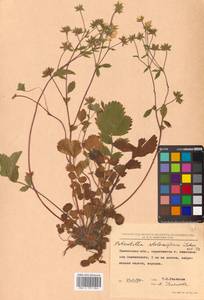 Potentilla stolonifera Lehm. ex Ledeb., Siberia, Chukotka & Kamchatka (S7) (Russia)