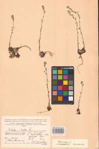 Draba incana L., Eastern Europe, Northern region (E1) (Russia)