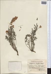 Hedysarum krylovii Sumnev., Middle Asia, Dzungarian Alatau & Tarbagatai (M5) (Kazakhstan)