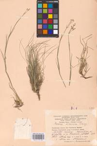 Eremogone saxatilis (L.) Ikonn., Eastern Europe, Eastern region (E10) (Russia)