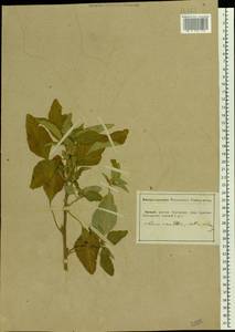 Amaranthus retroflexus L., Eastern Europe, South Ukrainian region (E12) (Ukraine)