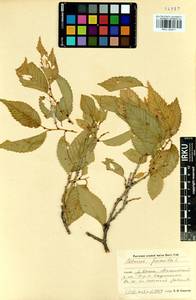 Ulmus pumila L., Siberia, Baikal & Transbaikal region (S4) (Russia)