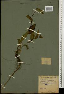 Sonchus asper (L.) Hill, Caucasus, North Ossetia, Ingushetia & Chechnya (K1c) (Russia)