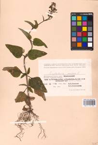 MHA 0 159 608, Scrophularia nodosa L., Eastern Europe, Lower Volga region (E9) (Russia)
