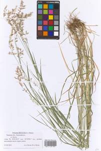 Trisetum flavescens (L.) P.Beauv., Eastern Europe, North-Western region (E2) (Russia)