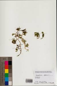 Diphasiastrum alpinum (L.) Holub, Eastern Europe, Northern region (E1) (Russia)