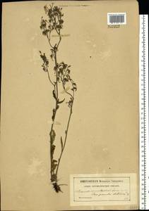 Campanula sibirica L., Eastern Europe, Central forest-and-steppe region (E6) (Russia)