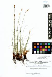 Carex macroprophylla (Y.C.Yang) S.R.Zhang, Siberia, Baikal & Transbaikal region (S4) (Russia)