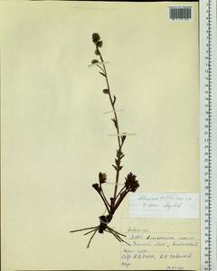 Artemisia norvegica subsp. saxatilis (Besser) H. M. Hall & Clem., Siberia, Yakutia (S5) (Russia)