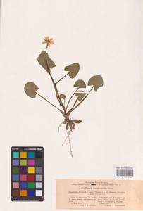 Ficaria verna Huds., Eastern Europe, North-Western region (E2) (Russia)