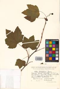 Ribes latifolium Jancz., Siberia, Russian Far East (S6) (Russia)