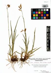 Carex coriophora Fisch. & C.A.Mey. ex Kunth, Siberia, Baikal & Transbaikal region (S4) (Russia)