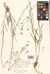 Sisymbrium polymorphum (Murray) Roth, Eastern Europe, Lower Volga region (E9) (Russia)