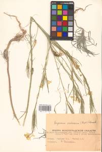 Erysimum quadrangulum Desf., Eastern Europe, Lower Volga region (E9) (Russia)