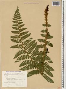 Polystichum braunii (Spenn.) Fée, Caucasus, North Ossetia, Ingushetia & Chechnya (K1c) (Russia)