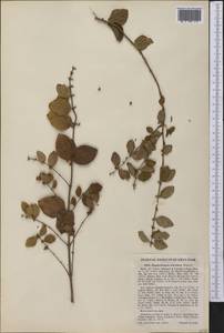 Symphoricarpos orbiculatus Moench, America (AMER) (United States)