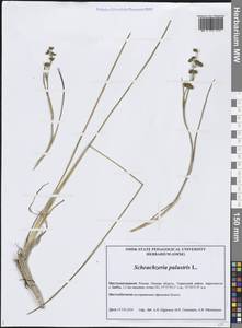 Scheuchzeria palustris L., Siberia, Western Siberia (S1) (Russia)