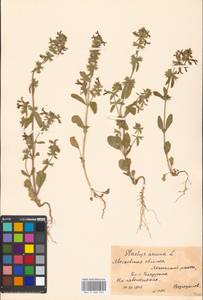 Stachys annua (L.) L., Eastern Europe, Moscow region (E4a) (Russia)