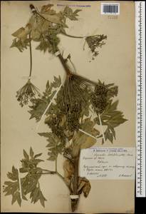 Agasyllis latifolia (M. Bieb.) Boiss., Caucasus, Armenia (K5) (Armenia)
