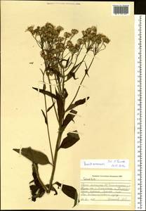 Senecio nemorensis L., Siberia, Altai & Sayany Mountains (S2) (Russia)