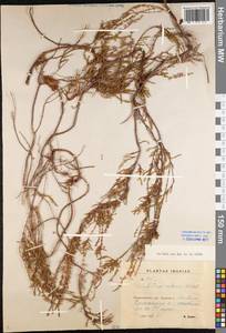 Calluna vulgaris (L.) Hull, Eastern Europe, North-Western region (E2) (Russia)