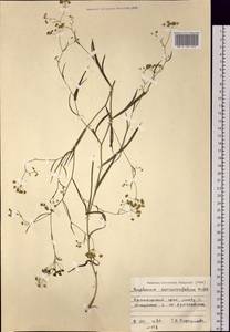 Bupleurum scorzonerifolium Willd., Siberia, Altai & Sayany Mountains (S2) (Russia)