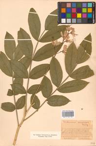 Dictamnus dasycarpus Turcz., Siberia, Russian Far East (S6) (Russia)