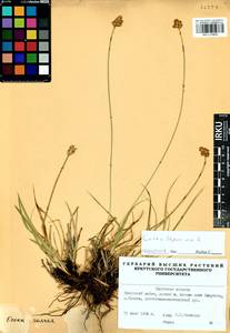 Carex leporina L., Siberia, Baikal & Transbaikal region (S4) (Russia)