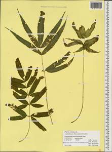 Pteris cretica L., Caucasus, Azerbaijan (K6) (Azerbaijan)