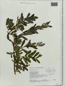 Salix purpurea L., Eastern Europe, Central region (E4) (Russia)
