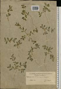 Tribulus terrestris L., Eastern Europe, Lower Volga region (E9) (Russia)