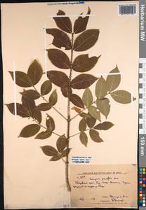 Euonymus verrucosus Scop., Siberia, Russian Far East (S6) (Russia)